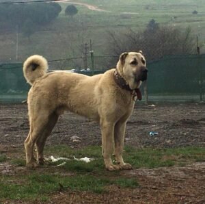 Discover the Kangal Dog Breed